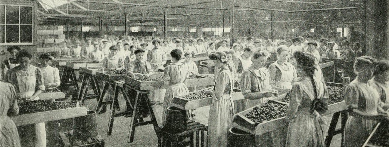 Women working at benches in the fruit picking section of CWS Middleton Preserve Works, c.1913