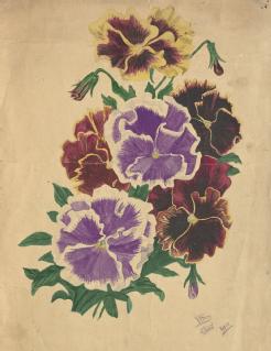 Painting of flowers by W H Stokes, 1911 (in MSS.289/14/3)