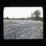 A field of narcissi, near Penzance, St Michael's Mount