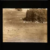 Sheepdog Trials, Rydal Hall