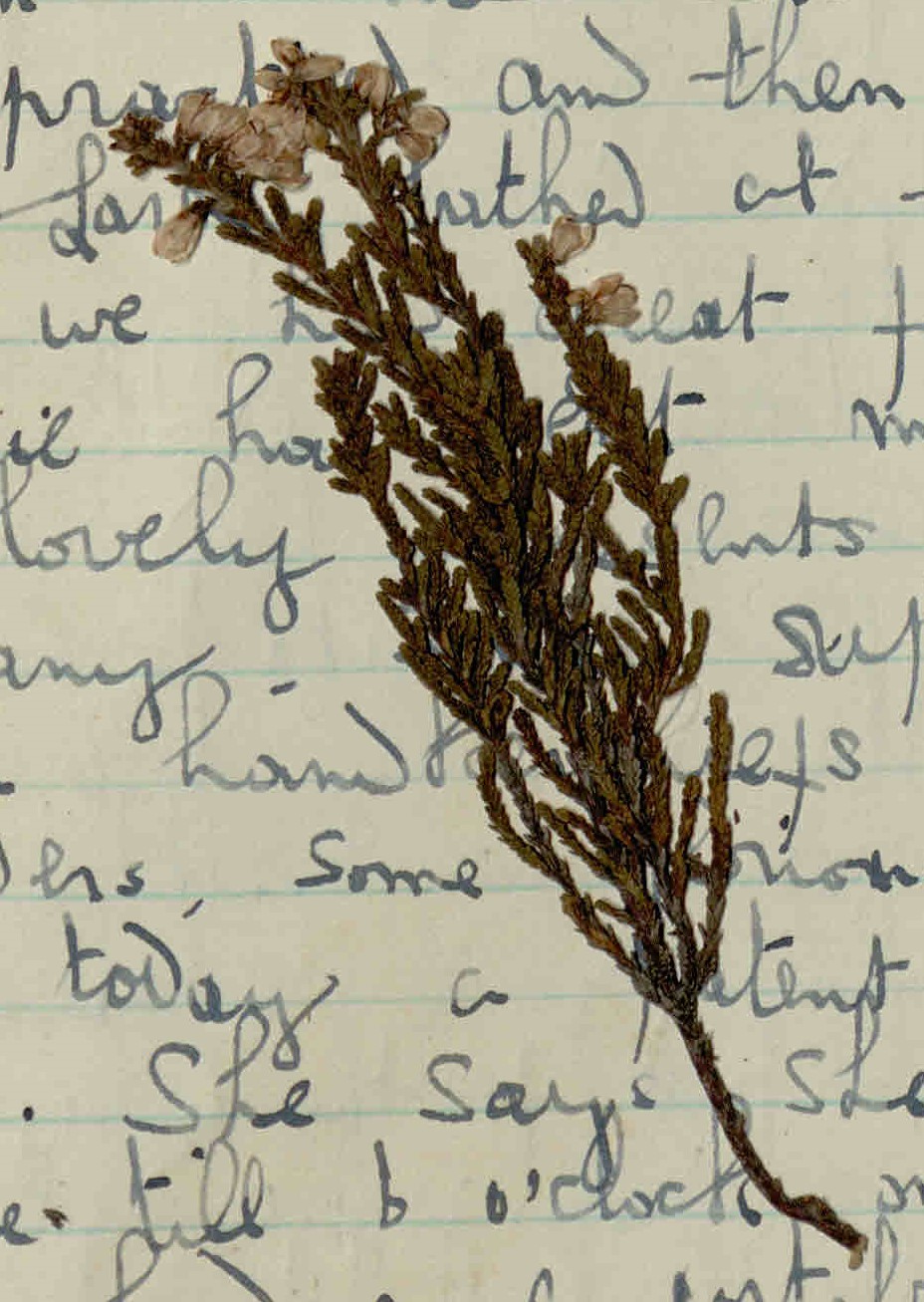 Sprig of white heather enclosed in diary