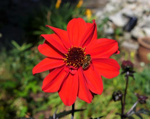 Flower4