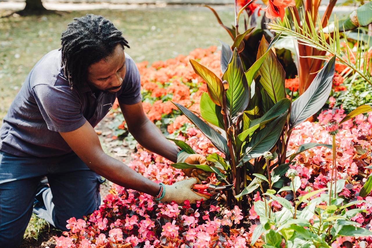 Estates member of staff caring for campus plants