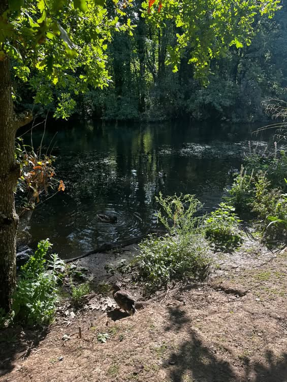 Tocil wood 