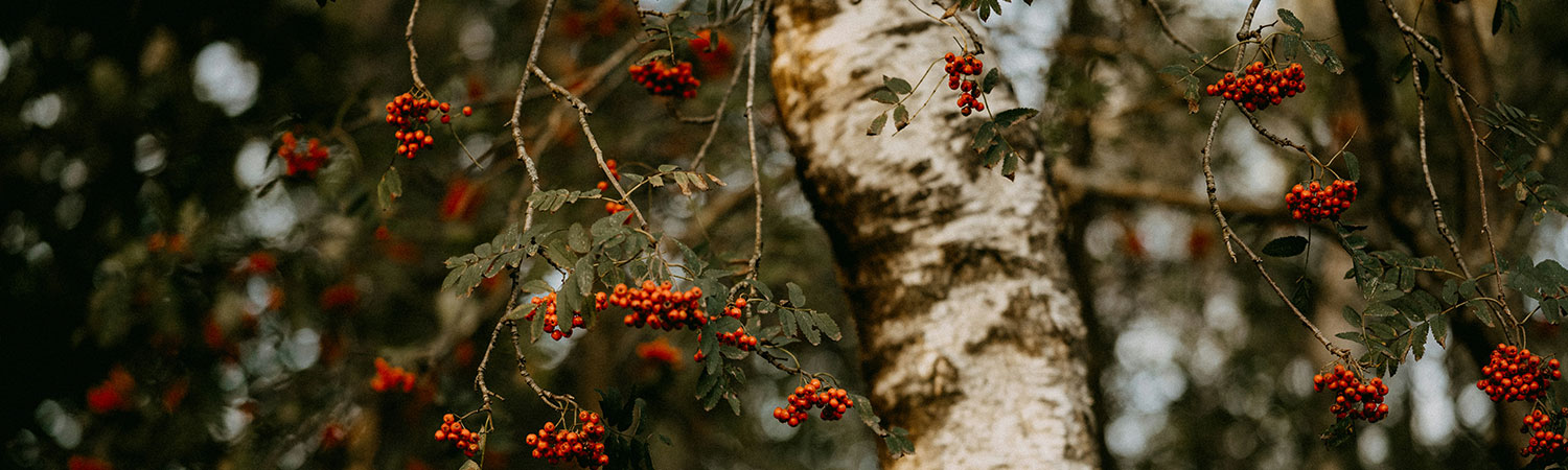 A silver birch tree laden with red berries