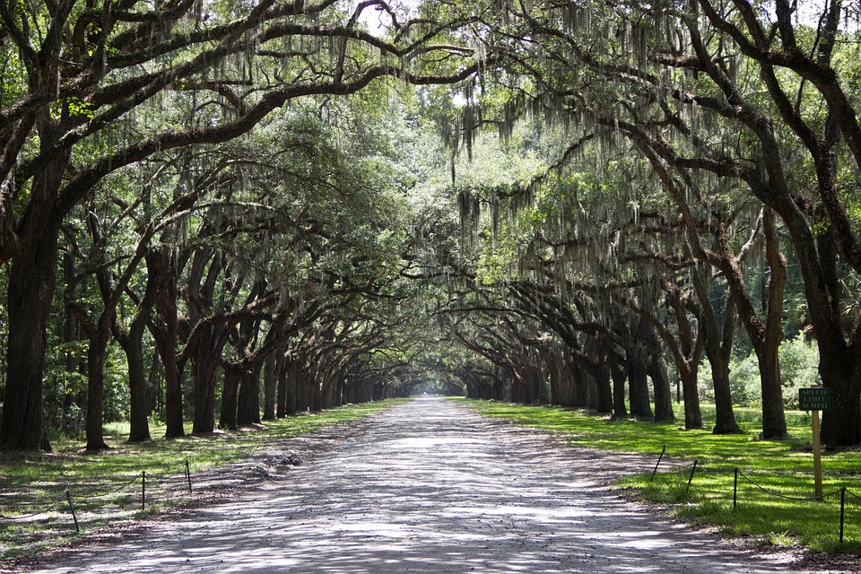 Arch of trees 
