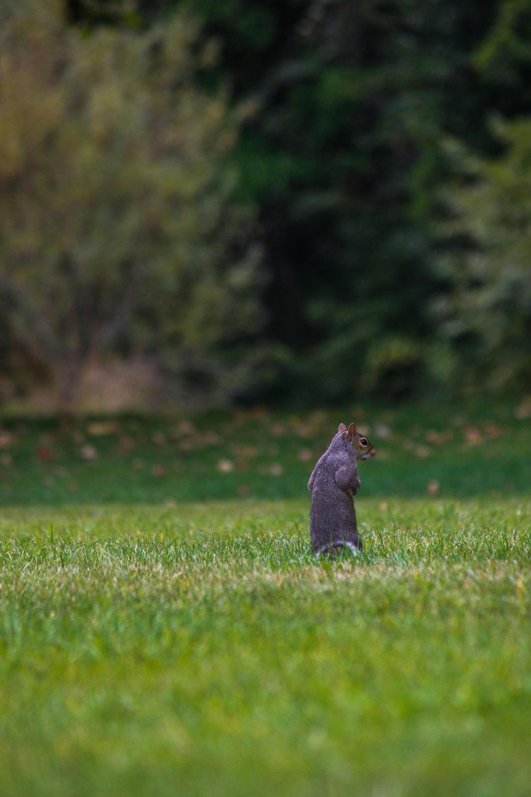 Image of a squirrel standing on some grass