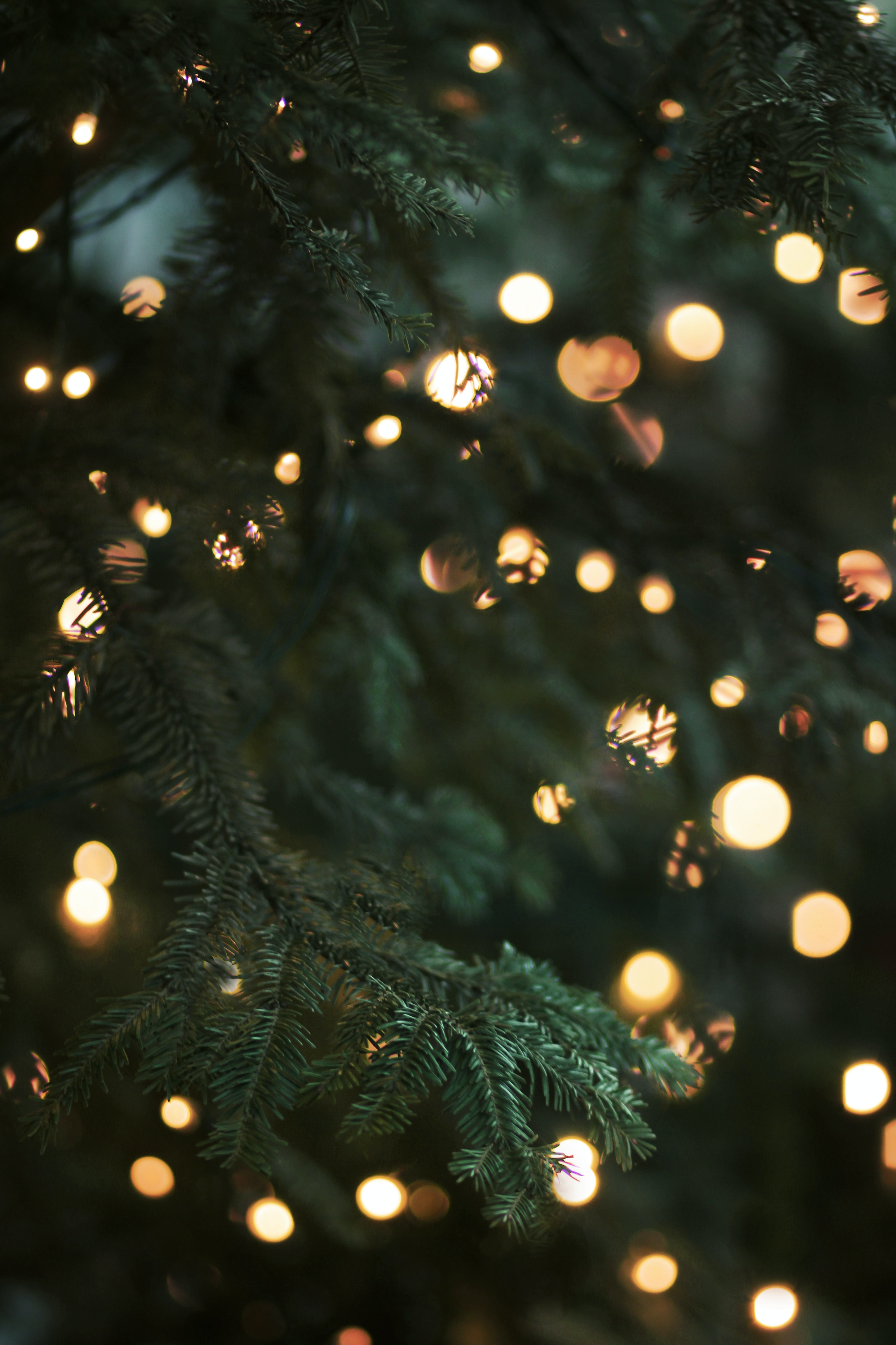 A Christmas Tree lit with spherical golden lights