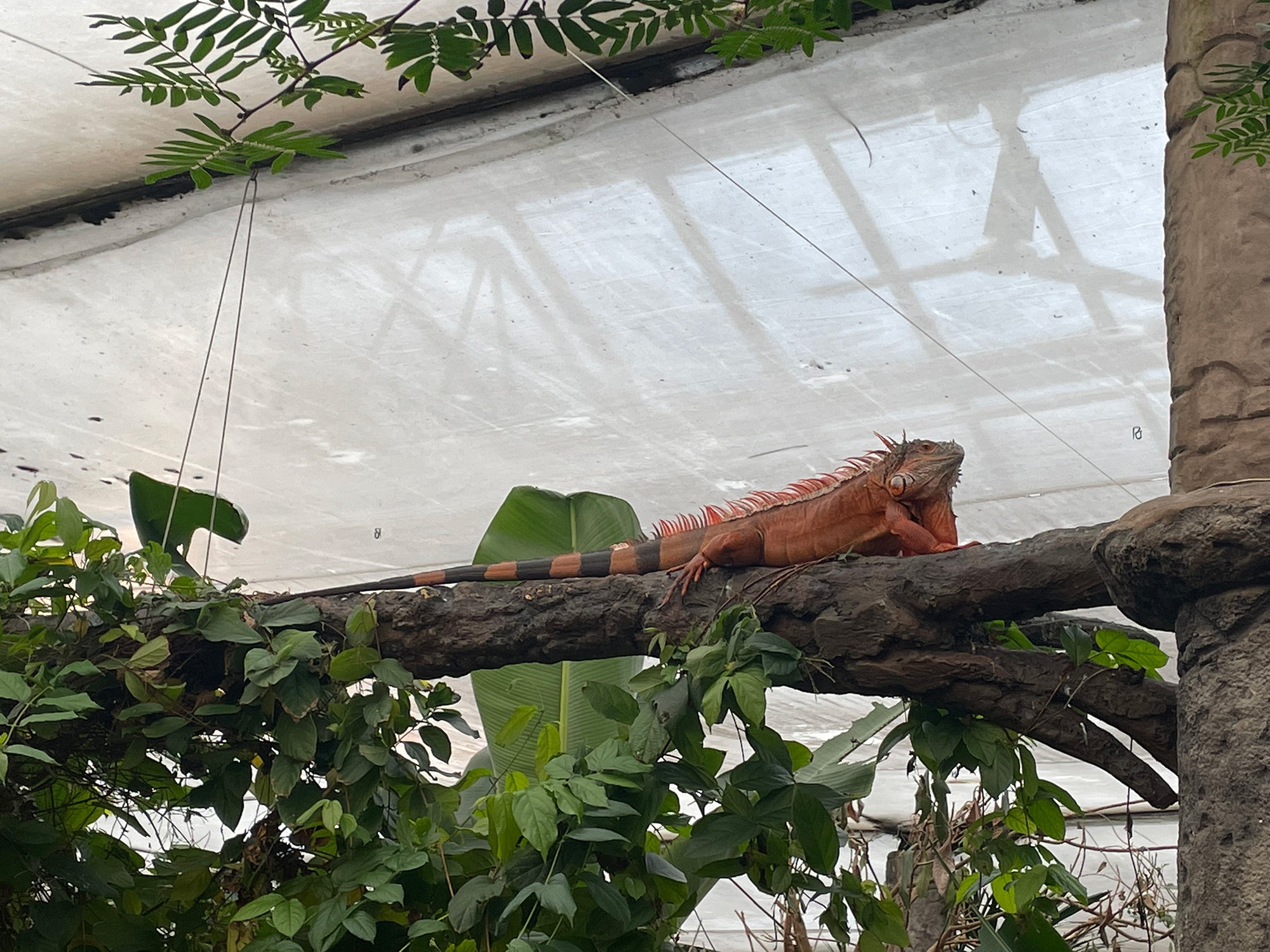 An iguana lazes on a branch at Stratford Butterfly Farm
