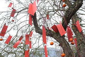 A wishing tree with Manderins dangling from its branches.