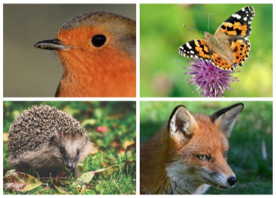 A collage of wildlife as found on Warwick Campus; a robin, butterfly, Hedgehog and fox.