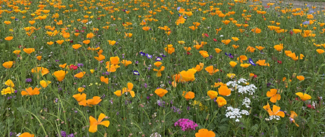A meadow of wildflowers 