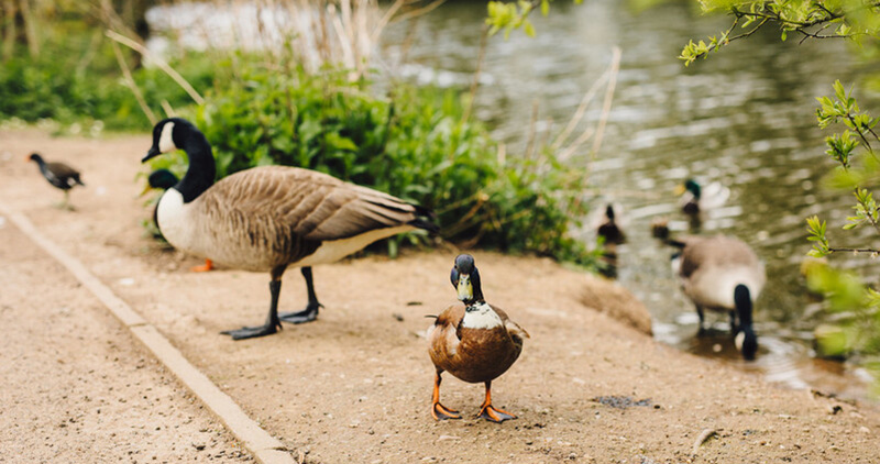 Geese and ducks next to a lake on campus