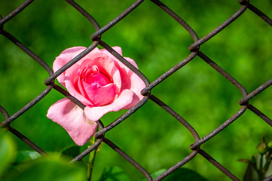 a pink rose growing through a metal wire