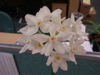 Unusual five-petalled paperwhite daffodil I