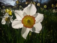 Cambridge daffodil