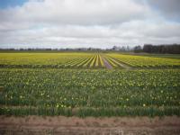 A Lincolnshire daffodil field