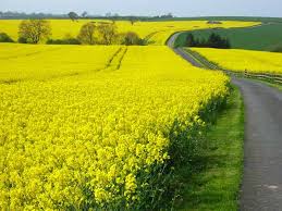 oilseed rape