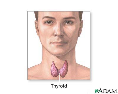 Thyroid galnd. Adopted from http://health.allrefer.com/pictures-images/thyroid-gland.html