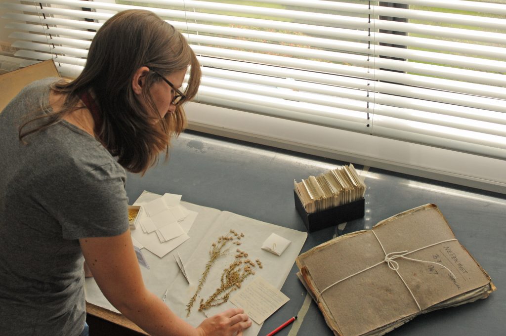Olivia looking at a Bill Burtt specimen and collection information on the collectors label. To the right is a bundle of specimens in newspaper waiting to be processed.