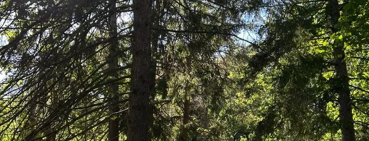 Image of trees