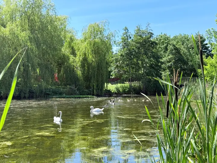 ducks in a large pond