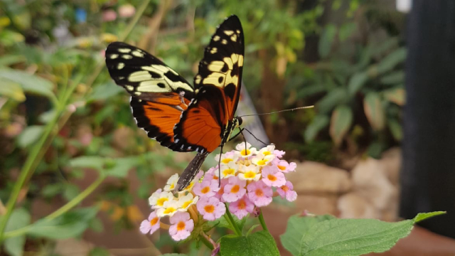 A butterfly at the Stratford-Upon-Avon butterfly farm