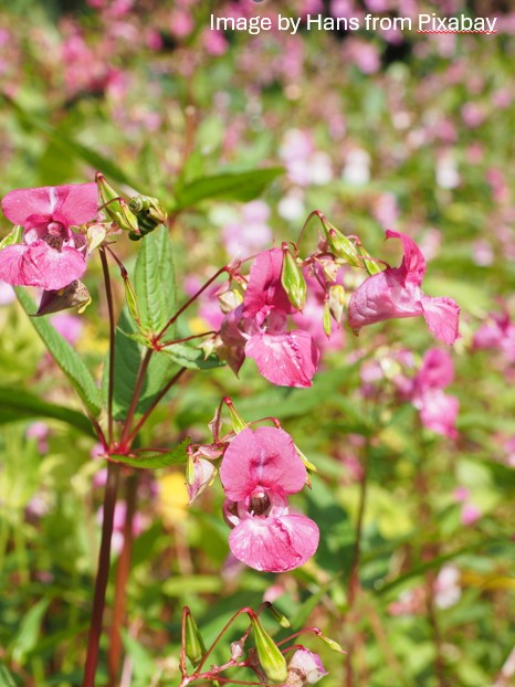 Himalayan balsam, Image by Hans from Pixabay