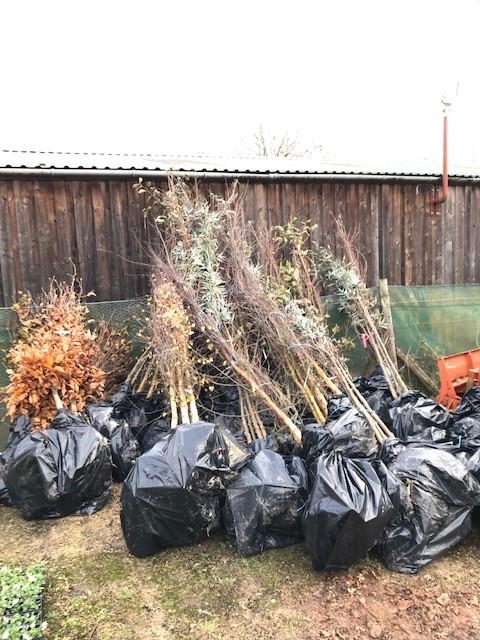 Tree planting Claycroft