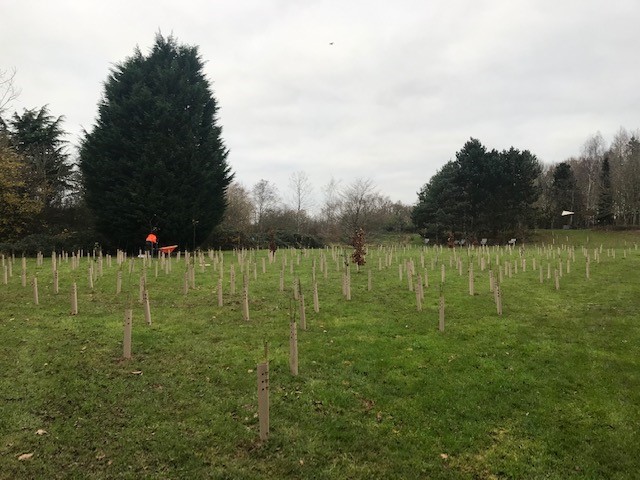 Tree planting Scarman