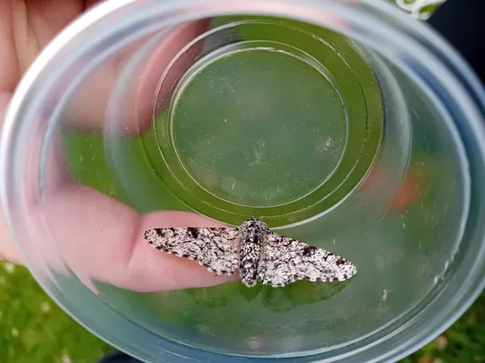 Peppered Moth