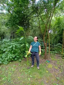 Himalayan balsam