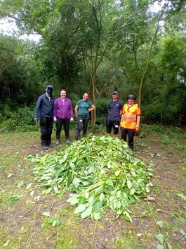 Balsam bashing