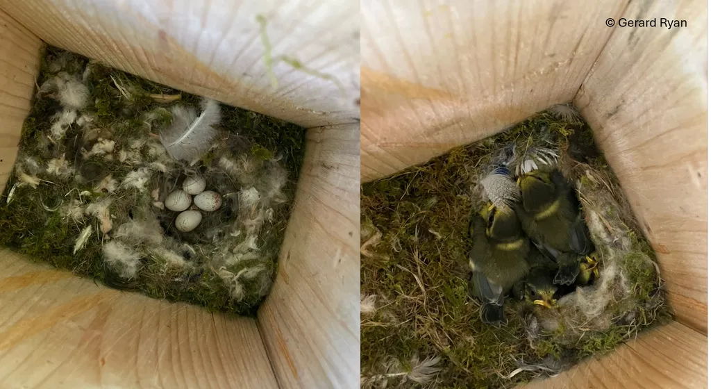 Bird nest box