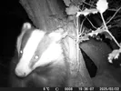 Image of a badger on campus