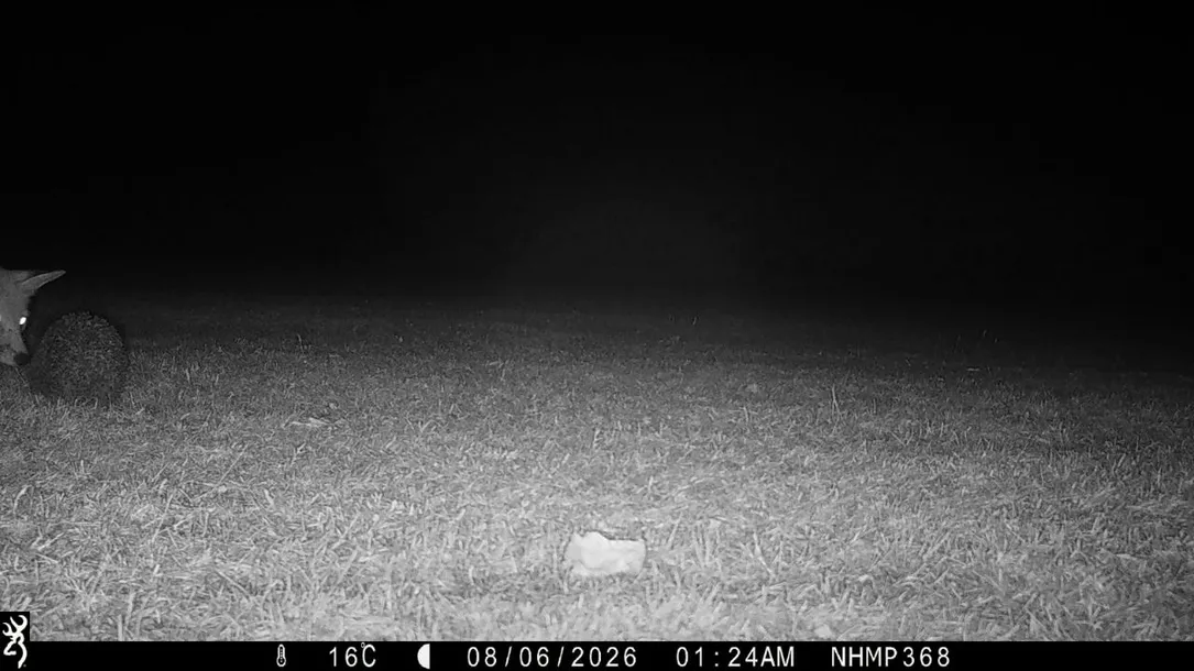 Fox and hedgehog