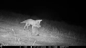 Fox cubs playing