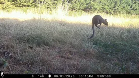 Grey squirrel