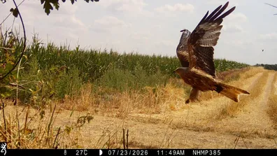 red kite