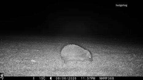 hedgehog NHMP