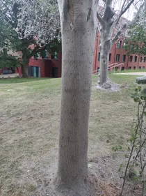 tree covered in moth webs
