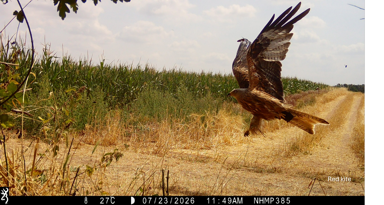 red kite NHMP
