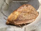 Drinker moth