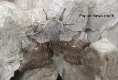 Poplar hawk-moth