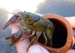 white-clawed crayfish