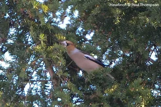 Hawfinch by Paul Thompson