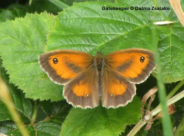 Gatekeeper butterfly
