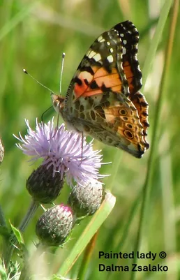 Painted lady butterfly