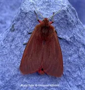 Ruby tiger moth