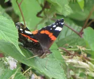 Red admiral